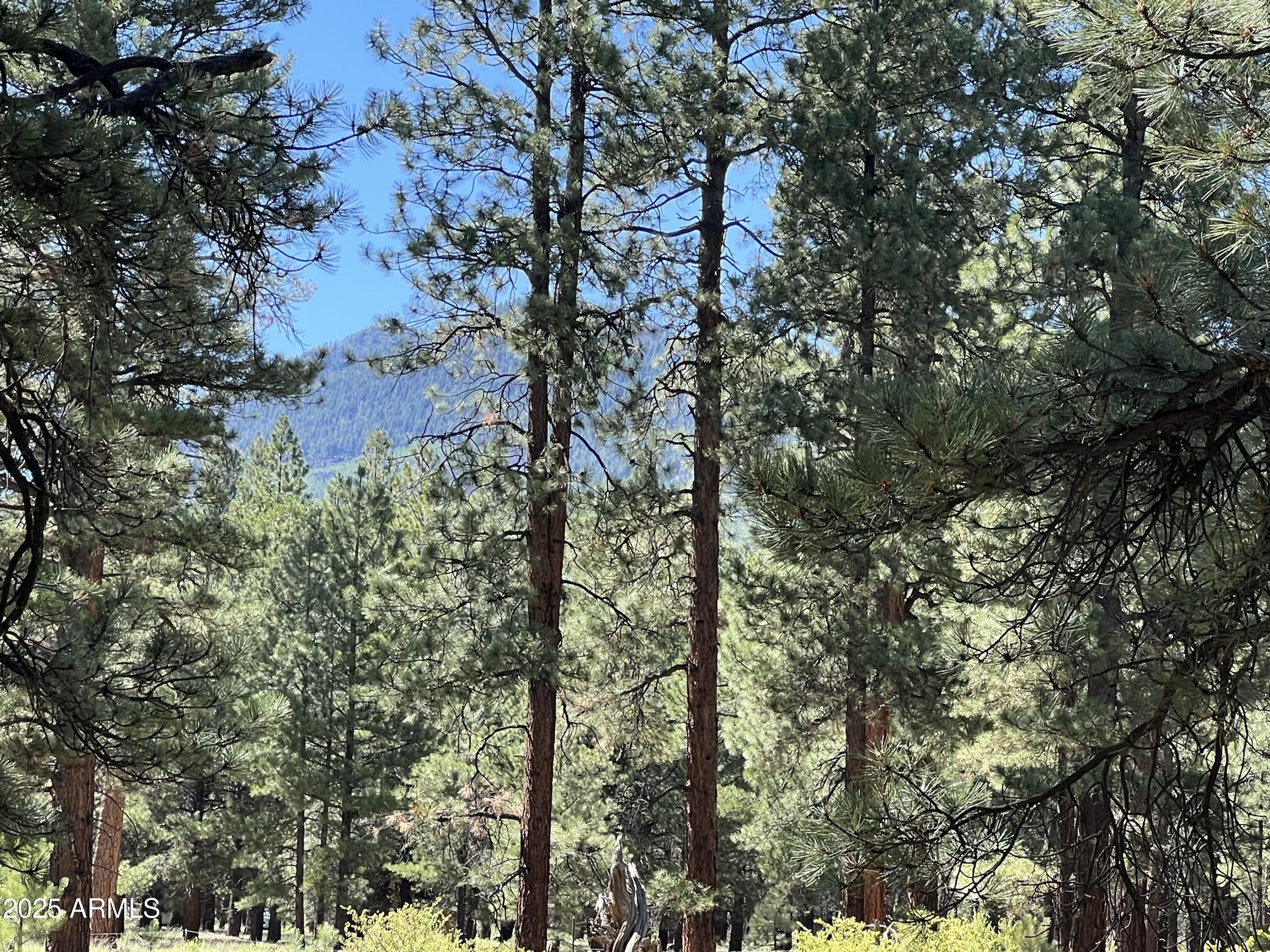 0 Forest Road 193 Street - Land for sale in Flagstaff, AZ