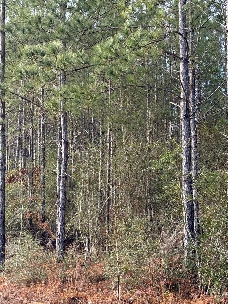 0 Glenwood Dr Lot 444 - Land for sale in Carriere, MS